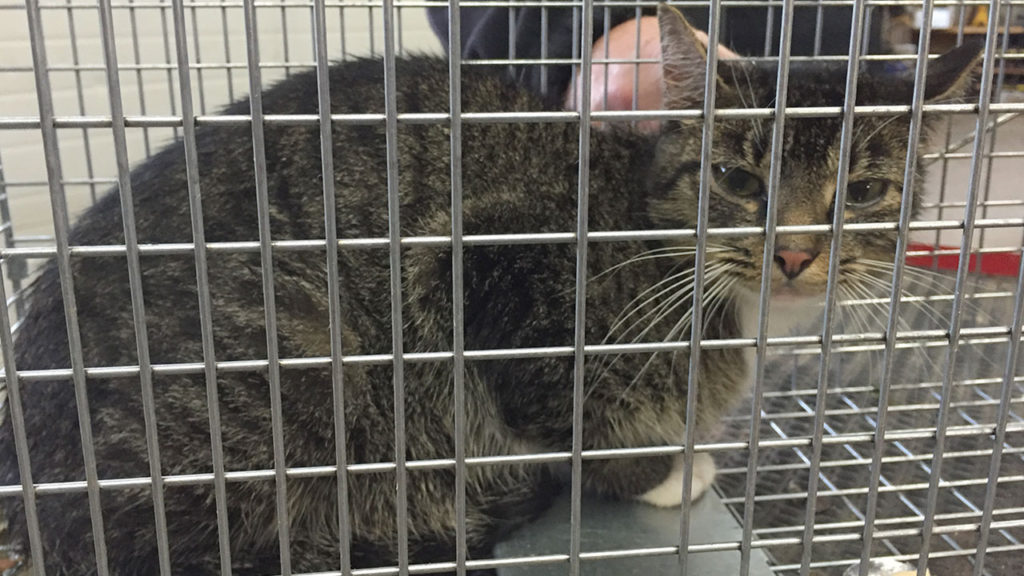 The female cat who was rescued Wednesday afternoon at Quinnipiac University. Photo courtesy of Quinnipiac University.